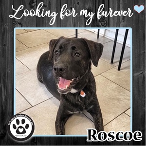 Fundraising Page: cynthia feimster